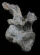 Stegosaurus Cervical Vertebra On Stand - Colorado #36085-5